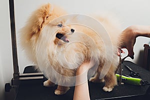 professional groomer trimming long-haried dog paws, animal foot care cuting fur.