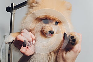 professional groomer trimming long-haried dog paws, animal foot care cuting fur.