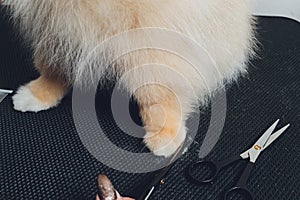 professional groomer trimming long-haried dog paws, animal foot care cuting fur.