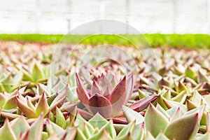 Professional growth of echeveria cacti plants