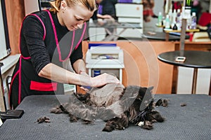 Professional hairdresser cuts a cat. Selective focus on the cat`s face.