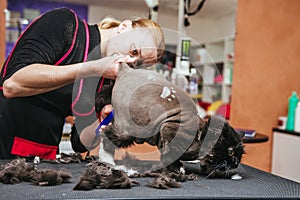 Professional hairdresser cuts a cat. Selective focus on the cat`s face.