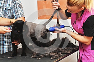 Professional hairdresser cuts a cat. Selective focus on the cat`s face.