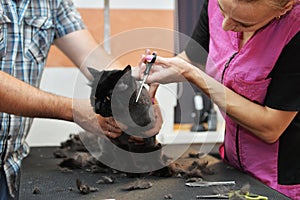 Professional hairdresser cuts a cat. Selective focus on the cat`s face.