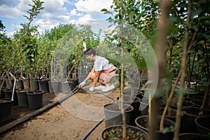 Professional hand gardener sets up sprinkler system for watering tree nursery garden