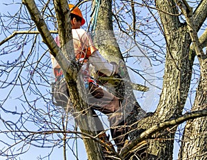 Professional High in Tree Removing Limbs