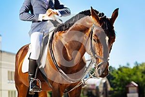 Professional horseman putting blue gloves on while riding horse