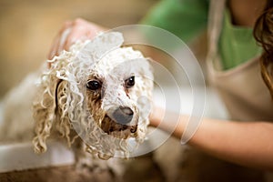 Professional hygiene on pet