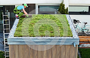 Professional Landscaper Finishing Sedum Green Roof Installation