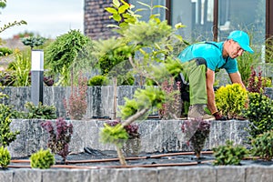 Professional Landscaper Maintaining Plants in Flowerbed