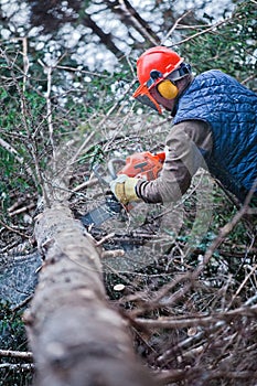 Professional Lumberjack