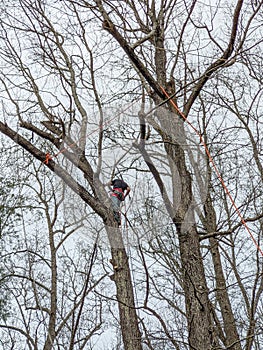 Professional Lumberjack Cutting a big Tree in the backyard