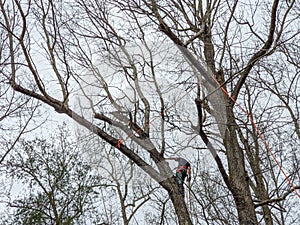 Professional Lumberjack Cutting a big Tree in the backyard