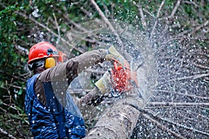 Professional Lumberjack Cutting a big Tree photo