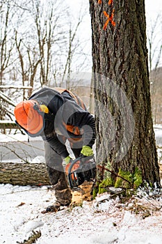 A professional lumberjack cutting down a dangerous tree near a public road