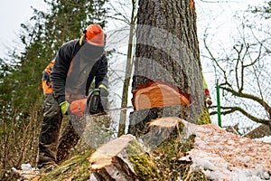 A professional lumberjack cutting down a dangerous tree near a public road