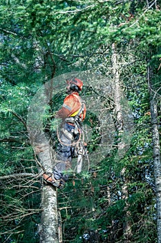 Professional lumberjack cutting tree on the top