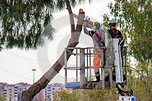 Professional Lumberjacks cuts trunks on the crane