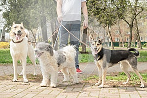 Professional male dog walker walking a pack of dogs on park trail