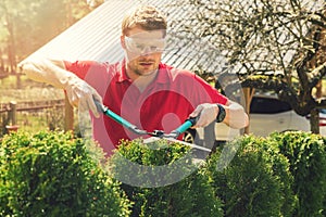 Professional male gardener pruning hedge at home backyard