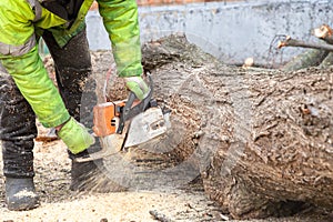 Professional male worker lumberjack in protective clothes sawing tree trunk, with chainsaw. Logging, cutting trees. Trimming trees