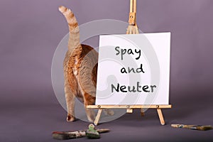 Cat behind tail up standing by white sign with Spay and neuter painted on it in studio portrait