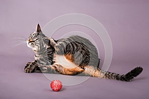 Domestic house cat inching behind her ear in studio portrait