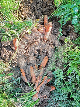 How to pick carrots. Very util! photo