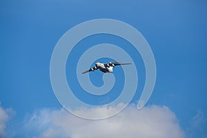 Professional pilots fly at airshows