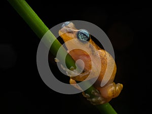 Professional portrait of Uthaman`s reed bush frog from Munnar, Kerala, India