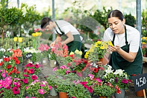 Skillful young woman, botanist checking flower petals while holding pot with Petunia in glasshouse