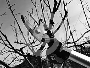 Professional pruner with tensioner and chain for trimming trees against the sky