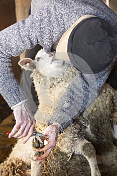 Professional sheep shearer trimming nails in a Connecticut barn photo