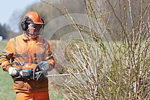 Professional shrub pruning service with hedge trimmer equipment