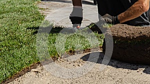 Professional stacking of fresh rolled grass. Gardener`s hands in gardening gloves laying turf making new lawn