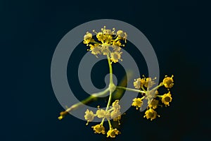 Professional Studio Macro close up photograph of tinny Yellow Dill plant flowers