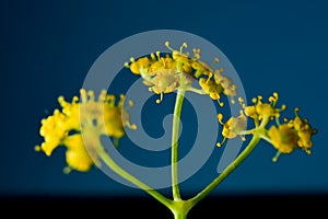 Professional Studio Macro close up photograph of tinny Yellow Dill plant flowers