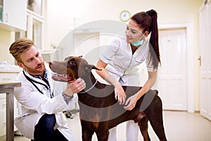 Professional team of veterinarian examining dog