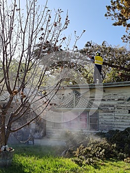 Professional tree lopper at work