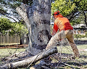 Professional Tree Remover Cuts Tree