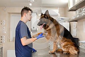 A professional vet doctor examines a large adult dog breed German Shepherd. A young caucasian male vet works in a veterinary