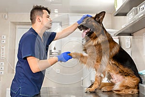 A professional vet doctor examines a large adult dog breed German Shepherd. A young caucasian male vet works in a veterinary