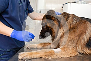 A professional vet doctor examines a large adult dog breed German Shepherd. A young caucasian male vet works in a veterinary