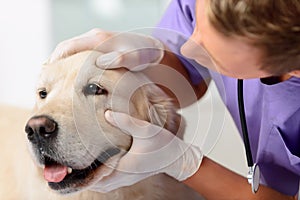 Professional vet examining a dog