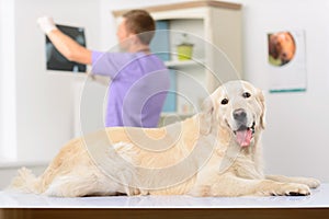 Professional vet examining a dog