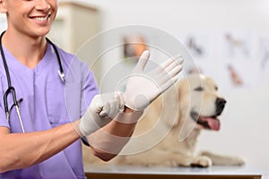 Professional vet examining a dog