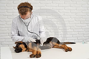 Professional vet examining heartbeat of german shepherd puppy on white table.