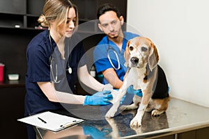 Professional vet putting a bandage on a sick pet dog