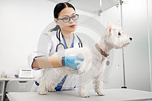Professional vet wearing glasses examining cute white dog