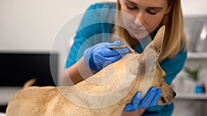 Professional veterinarian checking dogs ears, preventive wellness examination